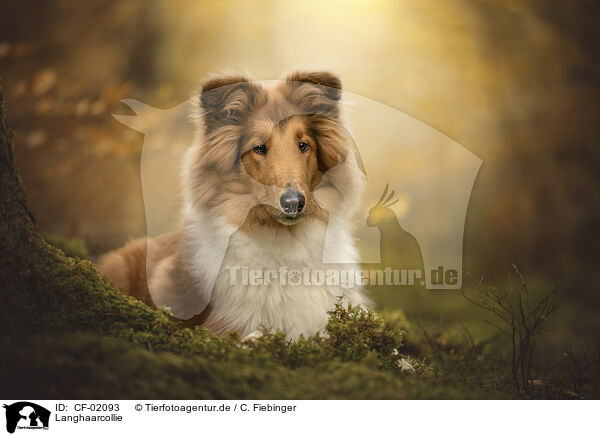 Langhaarcollie / longhaired Collie / CF-02093