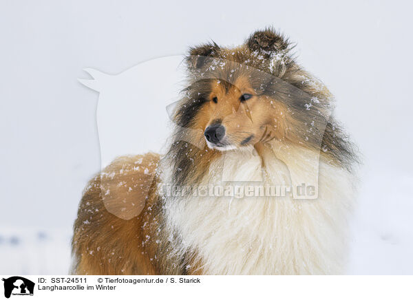 Langhaarcollie im Winter / Long-haired collie in winter / SST-24511