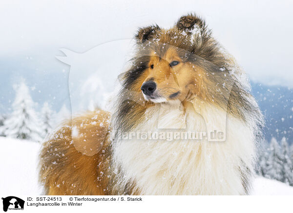 Langhaarcollie im Winter / Long-haired collie in winter / SST-24513