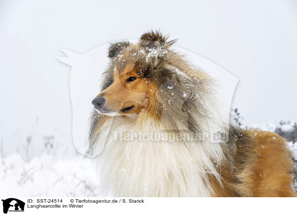 Langhaarcollie im Winter / Long-haired collie in winter / SST-24514