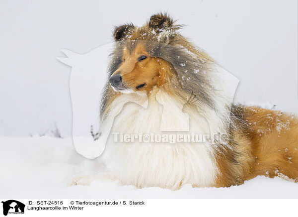 Langhaarcollie im Winter / Long-haired collie in winter / SST-24516