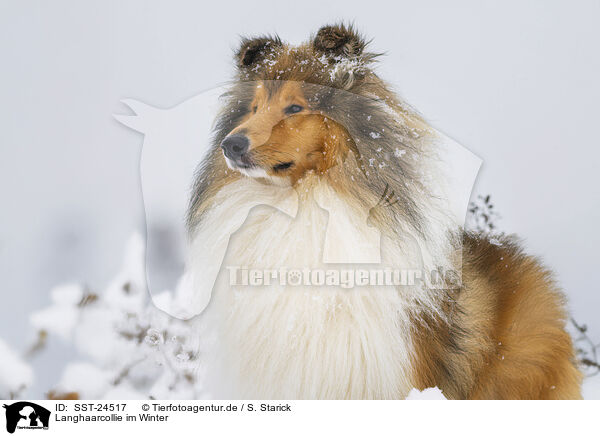 Langhaarcollie im Winter / Long-haired collie in winter / SST-24517