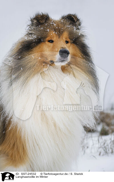 Langhaarcollie im Winter / Long-haired collie in winter / SST-24532