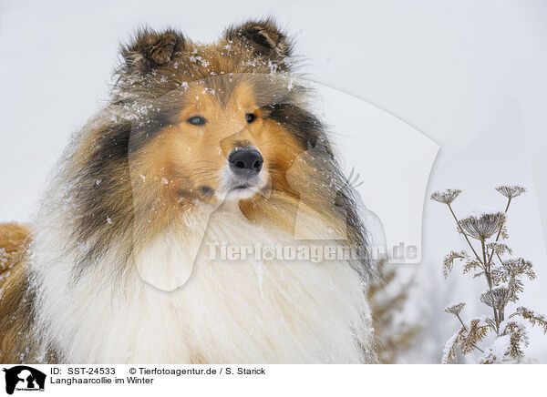 Langhaarcollie im Winter / Long-haired collie in winter / SST-24533