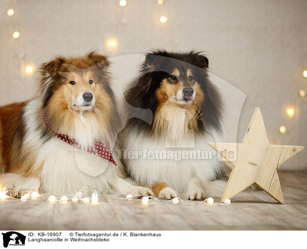 Langhaarcollie in Weihnachstdeko / longhaired Collie in christmas decoration / KB-16907