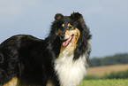 Collie Portrait