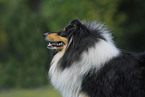 Collie Portrait