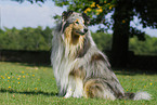 sitzender Collie