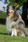 sitzender Collie