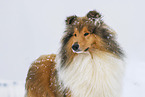 Langhaarcollie im Winter