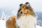 Langhaarcollie im Winter