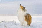 Langhaarcollie im Winter