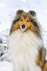 Langhaarcollie im Winter