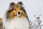 Langhaarcollie im Winter