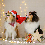 Langhaarcollie in Weihnachstdeko