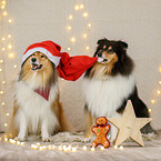 Langhaarcollie in Weihnachstdeko