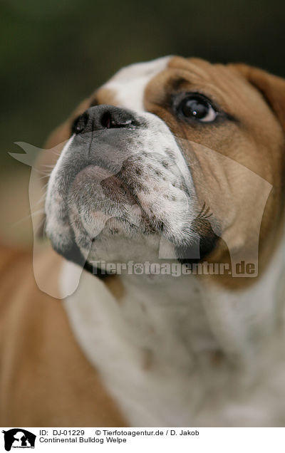 Continental Bulldog Welpe / Continental Bulldog Puppy / DJ-01229