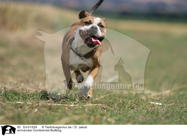 rennender Continental Bulldog / running Continental Bulldog / DJ-01529