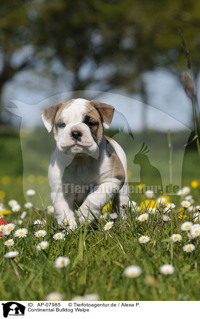 Continental Bulldog Welpe / Continental Bulldog Puppy / AP-07985