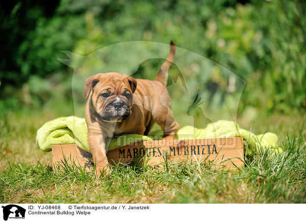 Continental Bulldog Welpe / Continental Bulldog Puppy / YJ-08468