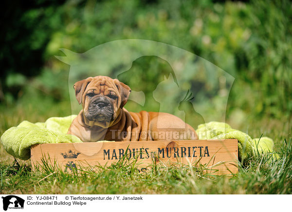 Continental Bulldog Welpe / Continental Bulldog Puppy / YJ-08471