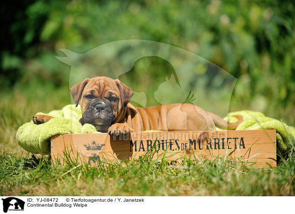 Continental Bulldog Welpe / Continental Bulldog Puppy / YJ-08472