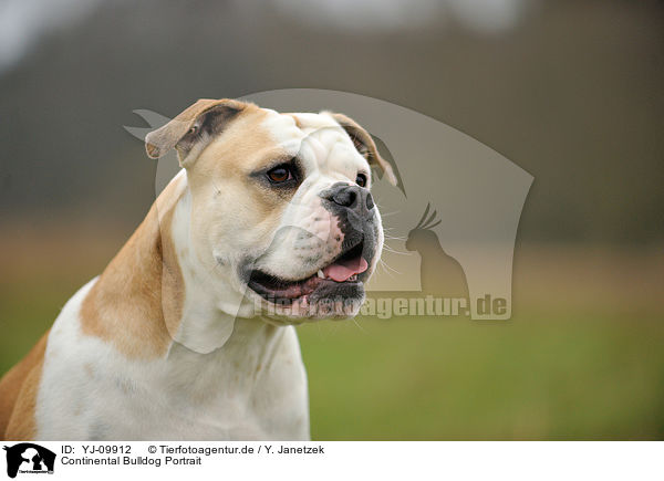 Continental Bulldog Portrait / Continental Bulldog Portrait / YJ-09912