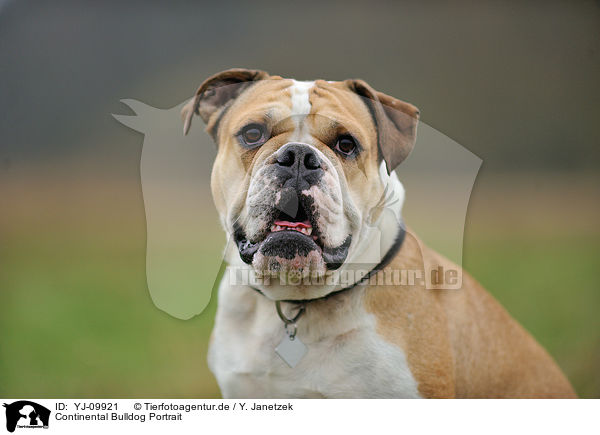 Continental Bulldog Portrait / Continental Bulldog Portrait / YJ-09921
