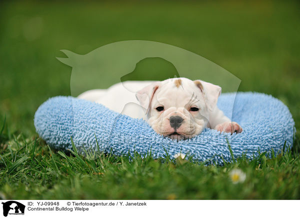 Continental Bulldog Welpe / Continental Bulldog Puppy / YJ-09948