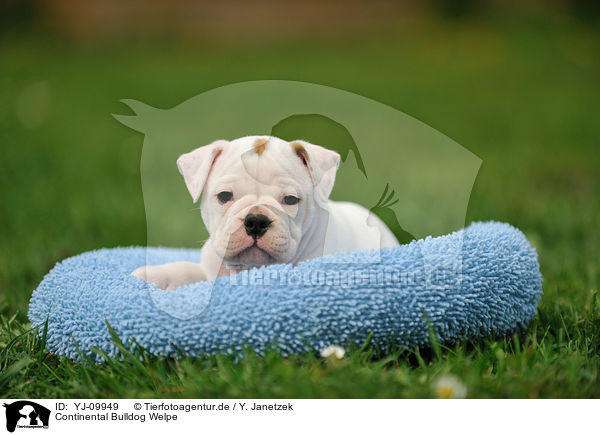 Continental Bulldog Welpe / Continental Bulldog Puppy / YJ-09949
