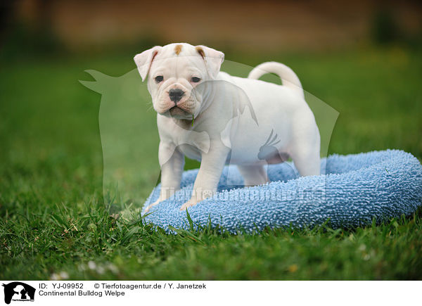 Continental Bulldog Welpe / Continental Bulldog Puppy / YJ-09952