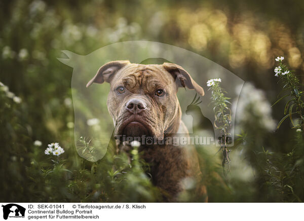Continental Bulldog Portrait / SEK-01041