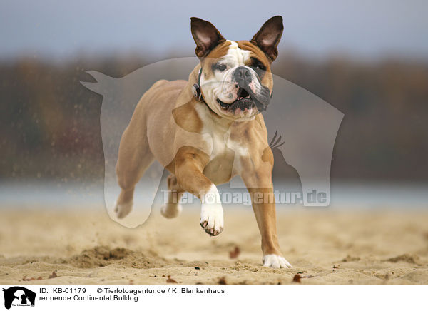 rennende Continental Bulldog / KB-01179