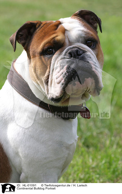 Continental Bulldog Portrait / HL-01091