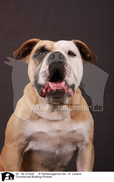 Continental Bulldog Portrait / HL-01429
