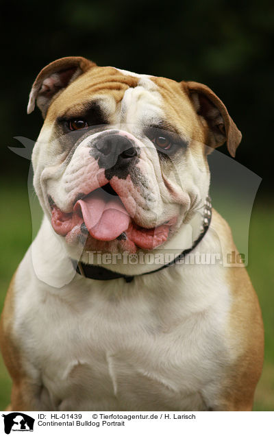 Continental Bulldog Portrait / HL-01439