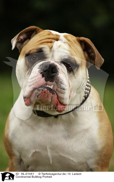 Continental Bulldog Portrait / Continental Bulldog Portrait / HL-01441