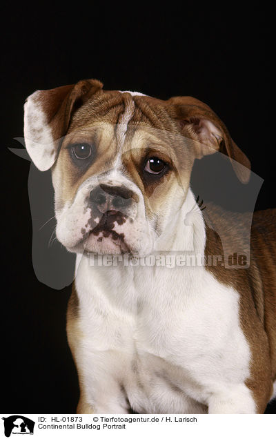 Continental Bulldog Portrait / Continental Bulldog Portrait / HL-01873