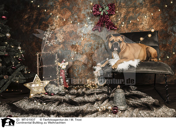 Continental Bulldog zu Weihnachten / Continental Bulldog at christmas / MT-01937