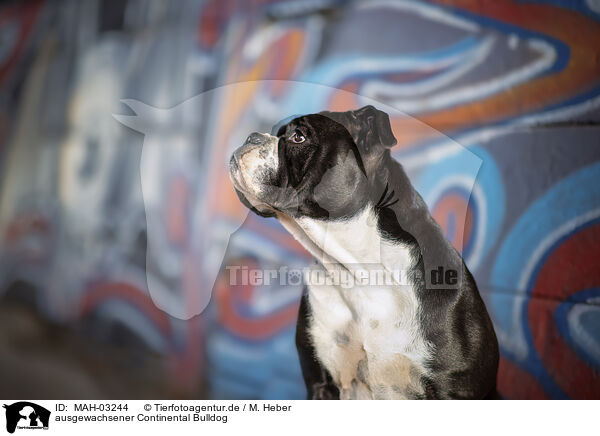 ausgewachsener Continental Bulldog / MAH-03244