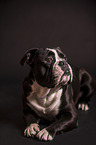 liegender Continental Bulldog