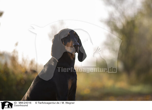 Coonhound / MW-24016