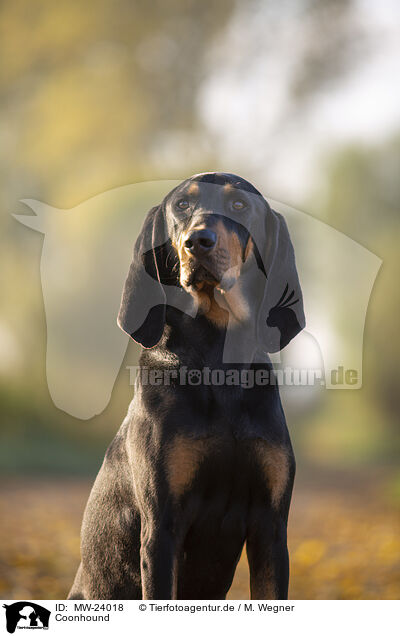 Coonhound / MW-24018