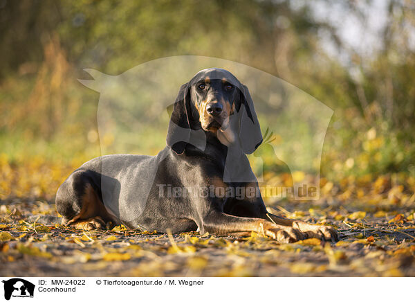 Coonhound / MW-24022