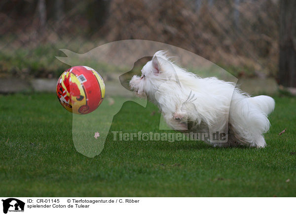 spielender Coton de Tulear / CR-01145