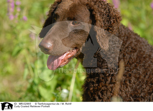 Curly Coated Retriever Portrait / MR-02865