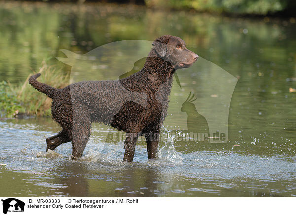 stehender Curly Coated Retriever / standing Curly Coated Retriever / MR-03333