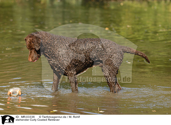 stehender Curly Coated Retriever / standing Curly Coated Retriever / MR-03336