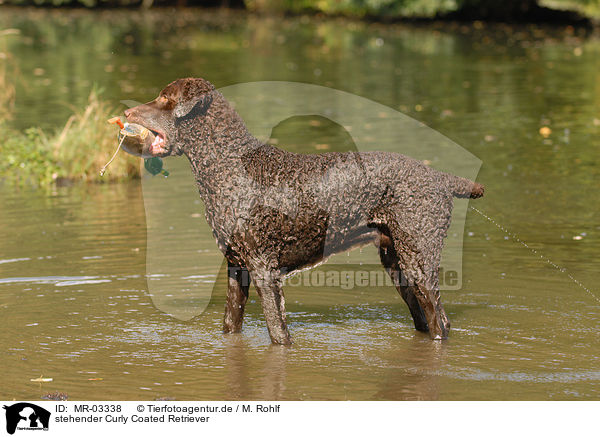 stehender Curly Coated Retriever / standing Curly Coated Retriever / MR-03338