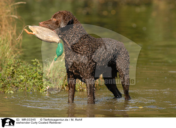 stehender Curly Coated Retriever / standing Curly Coated Retriever / MR-03345